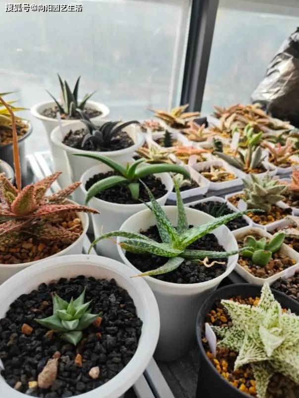 陽臺養多肉會徒長？試試“園藝蘆薈”，五顏六色，超級漂亮！