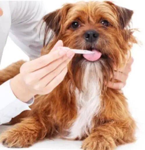 寵物生病了，喂點人藥就行？