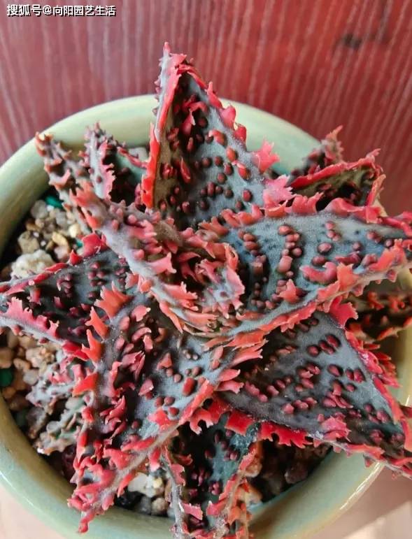 陽臺養多肉會徒長？試試“園藝蘆薈”，五顏六色，超級漂亮！