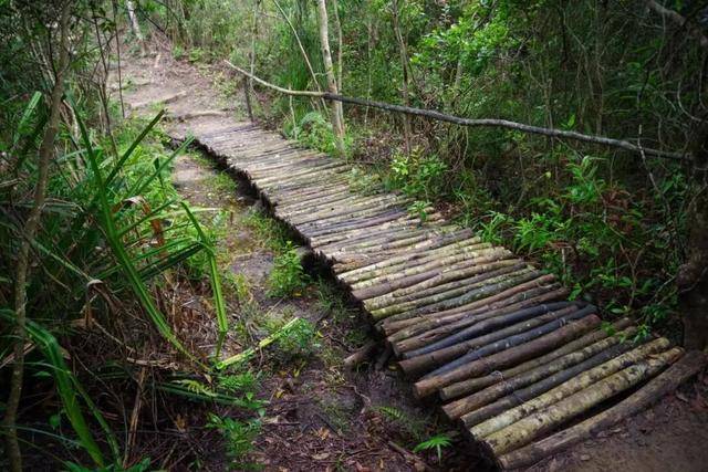 冬日浪漫！深圳坪山賞梅路線快收藏好