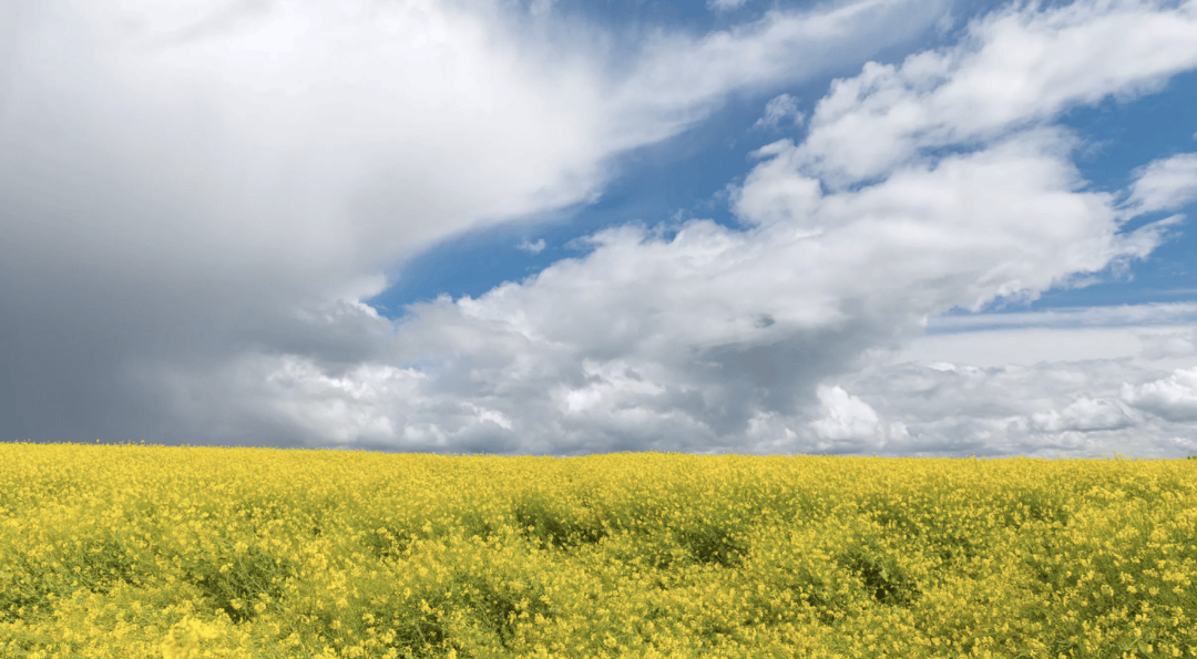 美國最鐵盟友，倒戈中國汽車