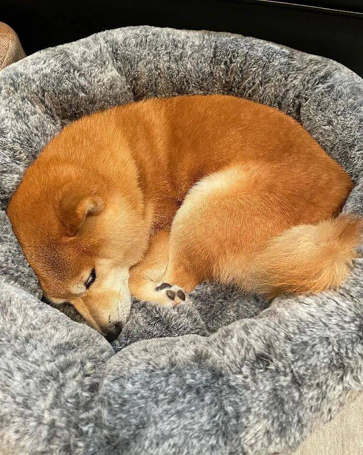 狗子怕冷故意把窗簾蓋在身上，狗：這暗示夠明顯了吧？