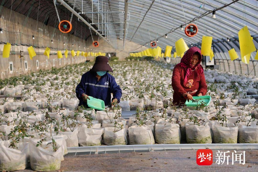 連雲港冬季農事忙 科技管護蓄力花果產業迎春