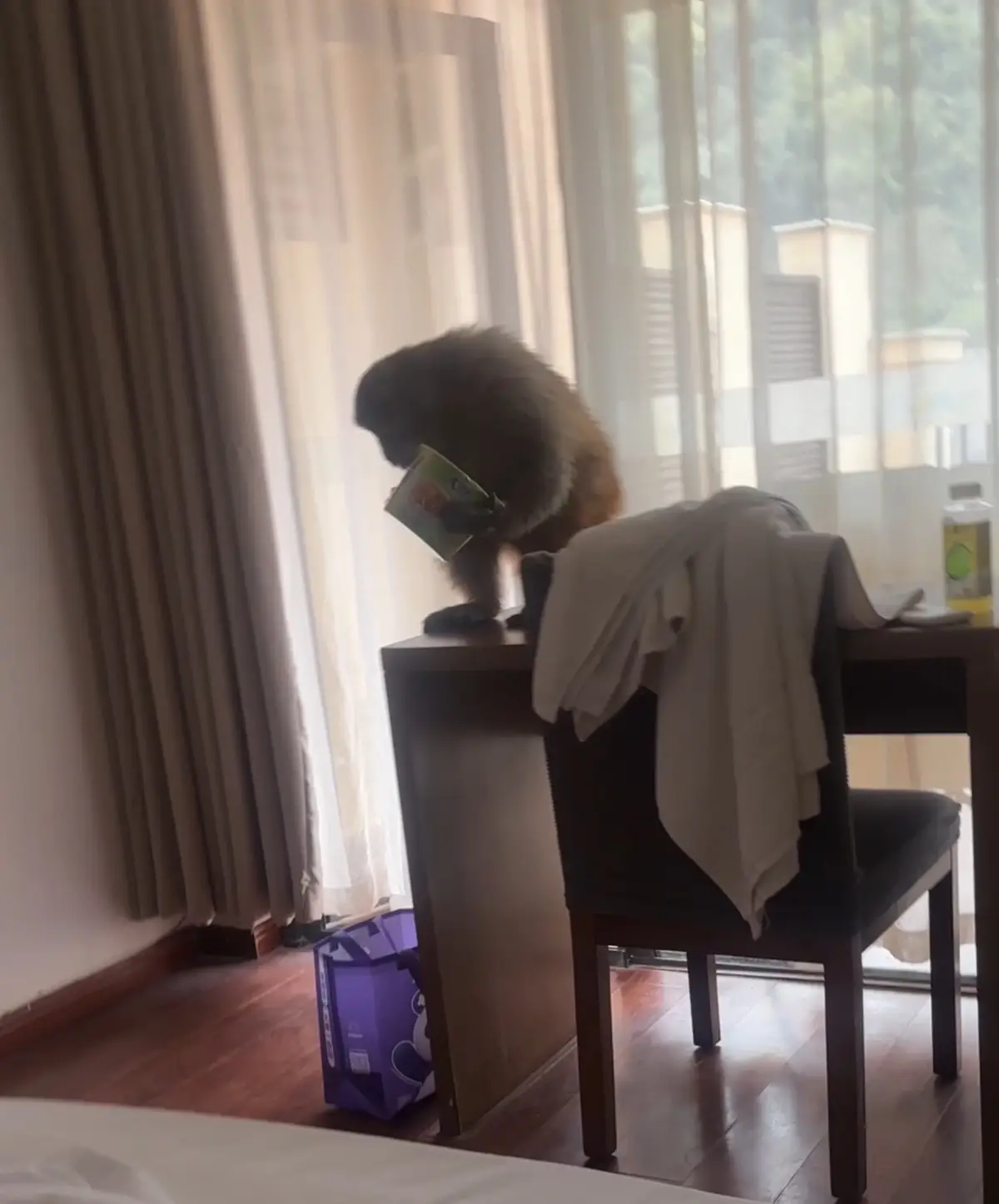 重慶一遊客早上餓醒發現猴子進房間“順”走泡麵，酒店：景區猴子偶爾會來找吃的，提醒過住客要關好門窗