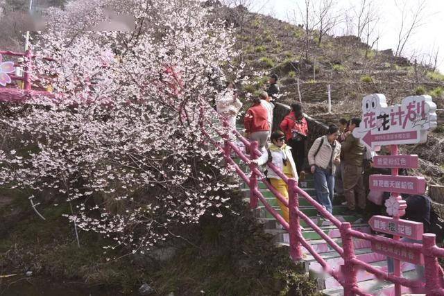 破萬！清涼寨櫻花旅遊季啟幕