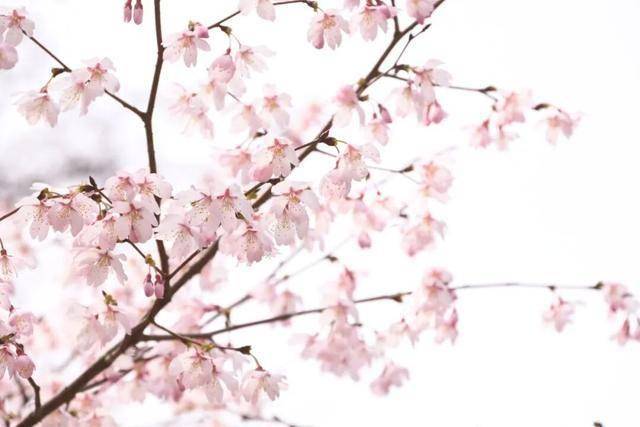 破萬！清涼寨櫻花旅遊季啟幕