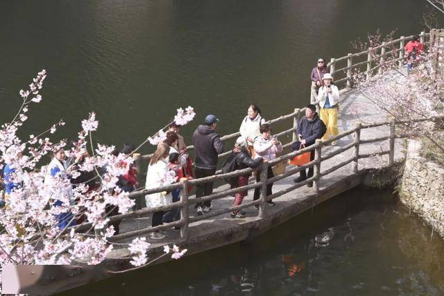 破萬！清涼寨櫻花旅遊季啟幕