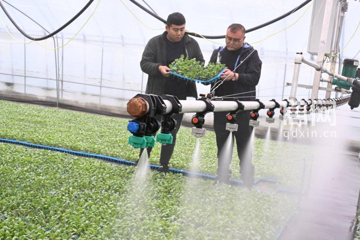 即墨移風店鎮春耕忙 科技育苗助農興