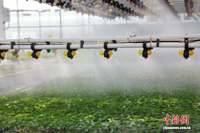 浙江桐鄉：科技育苗助春耕