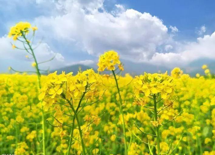 原創太原規模最大的油菜花即將上線，超級壯觀，提前收藏、不要錯過！