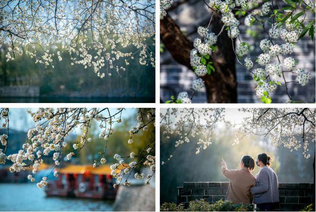 速收藏！棗莊臺兒莊古城春之花影與夜燈，錯過再等一年喲！