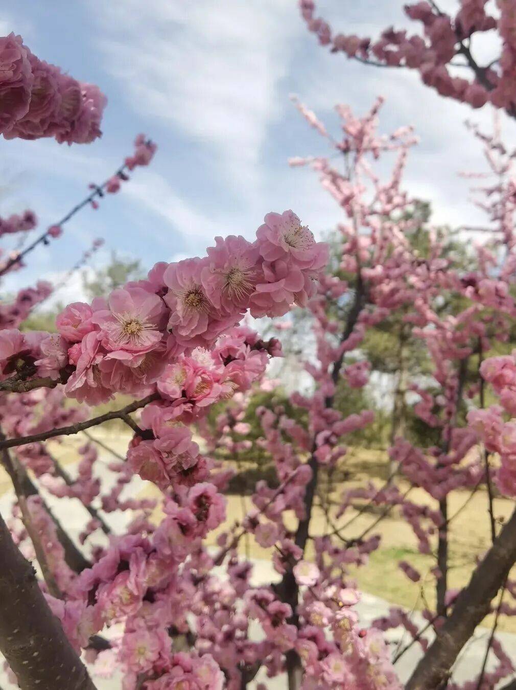 收藏！通州三條綠道上榜北京春花地圖！賞花時間、交通方式…