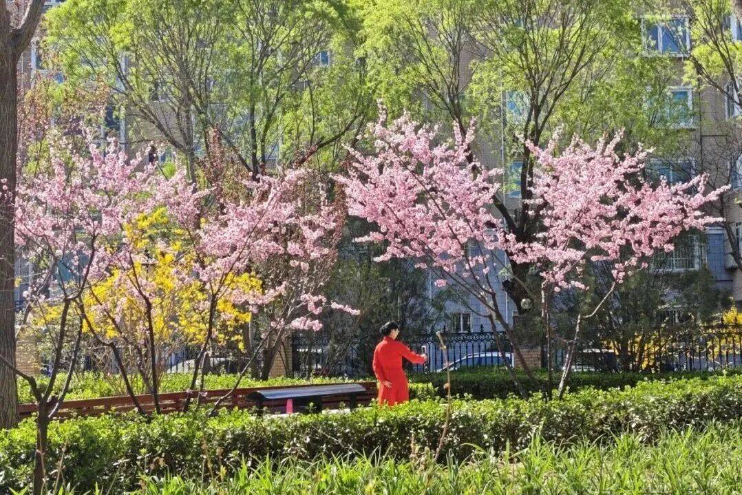 收藏！通州三條綠道上榜北京春花地圖！賞花時間、交通方式…