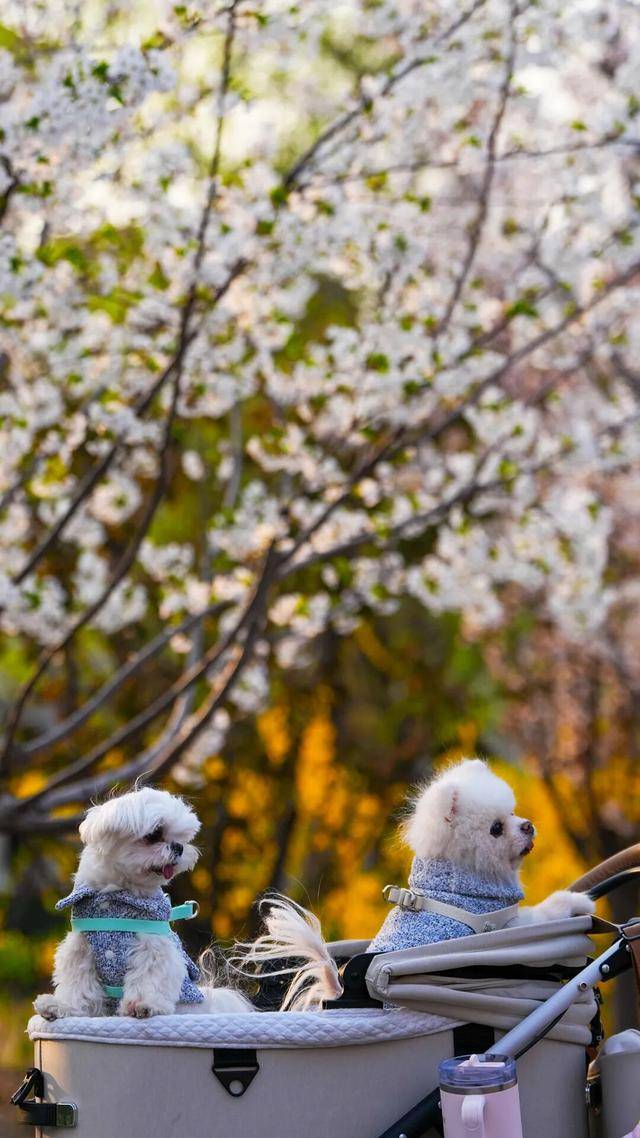 春日限定屏保，轉發收藏