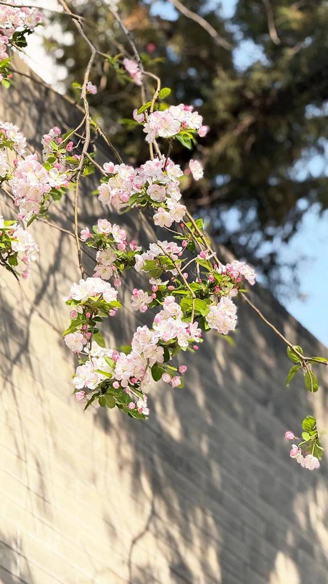 春日限定屏保，轉發收藏