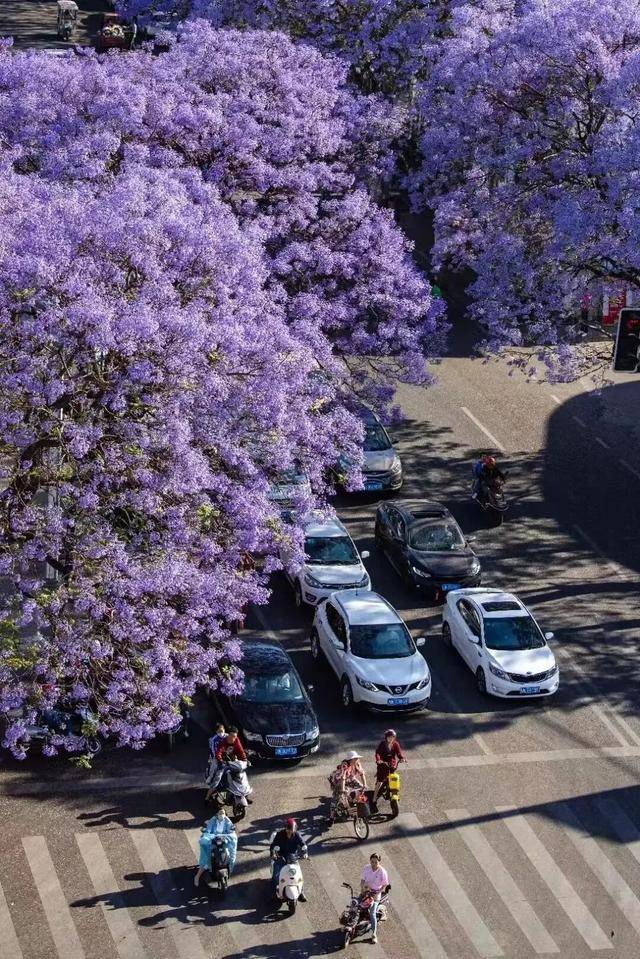比大理浪漫！比昆明更近！高鐵直達陽光小城，2萬株藍花楹美瘋！觀海登山，美食吃到爽！