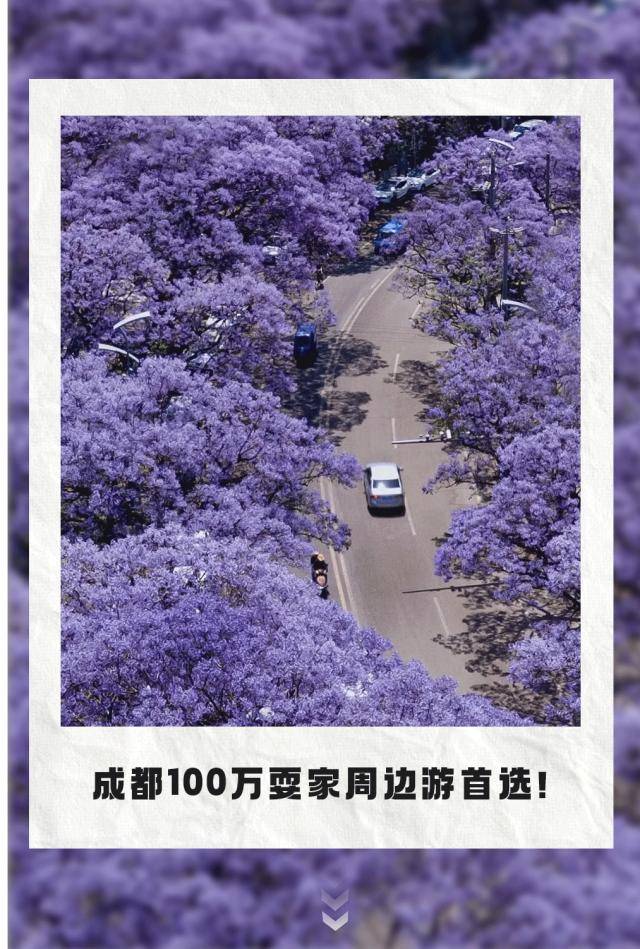 比大理浪漫！比昆明更近！高鐵直達陽光小城，2萬株藍花楹美瘋！觀海登山，美食吃到爽！