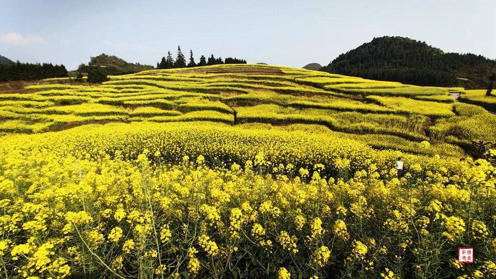 【國際旅遊攝影網】推薦住宿羅平螺絲田旭升客棧