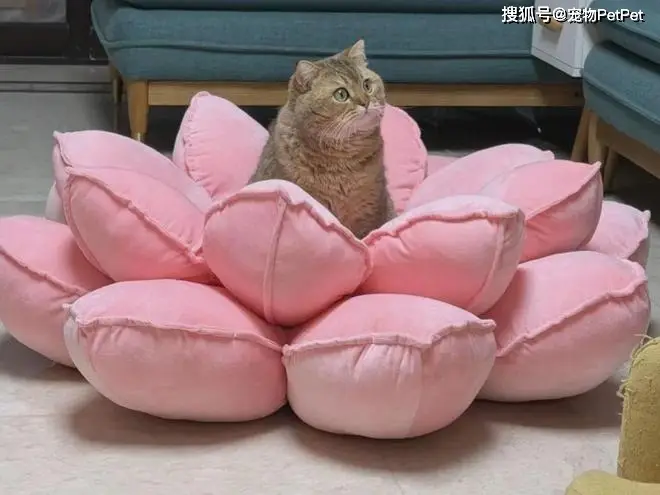 原創花重金買蓮花座貓窩，貓咪卻死活不肯上去：還不如快遞紙箱呢！