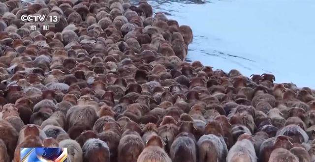 20萬餘頭牛羊“搬家”進行中 阿勒泰春季轉場有多壯觀