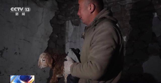 20萬餘頭牛羊“搬家”進行中 阿勒泰春季轉場有多壯觀