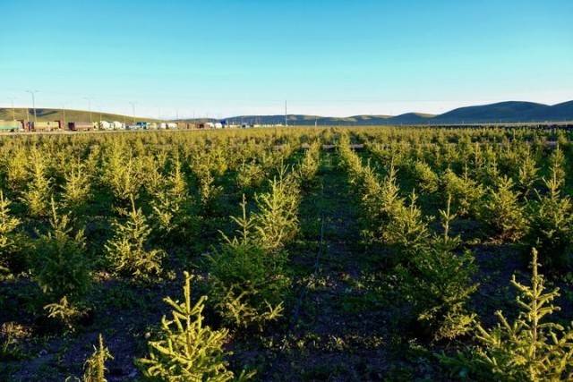 科技助力高原“植綠”闖過“五道生死關”