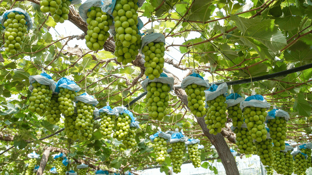 從“他鄉”到“吾鄉”！鄭州這樣為水庫移民“安家”→