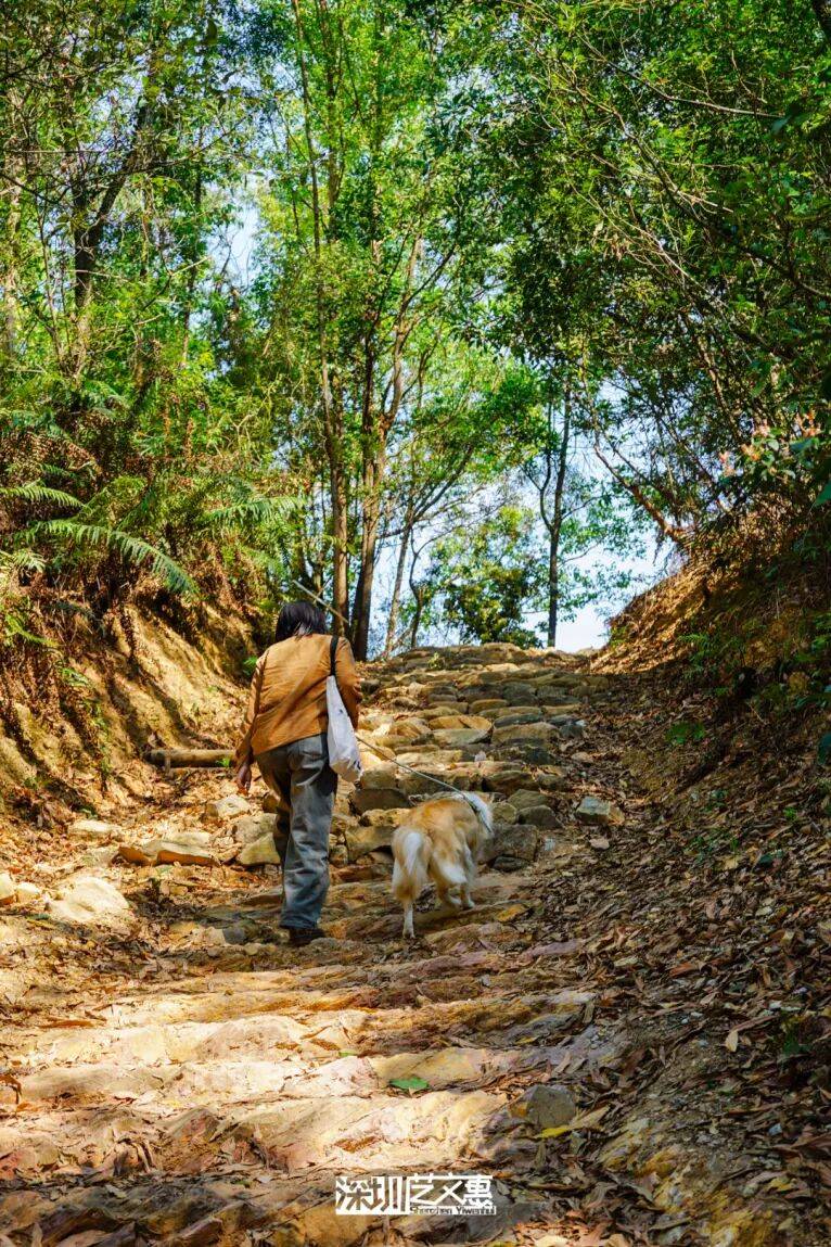 今日深圳｜聽說，羅芳郊野徑新開了個“狗狗圖書館”