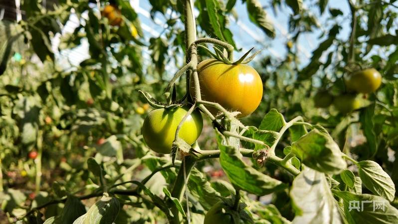 從“沙”到“金”：閩寧協作+工會賦能點亮移民致富路