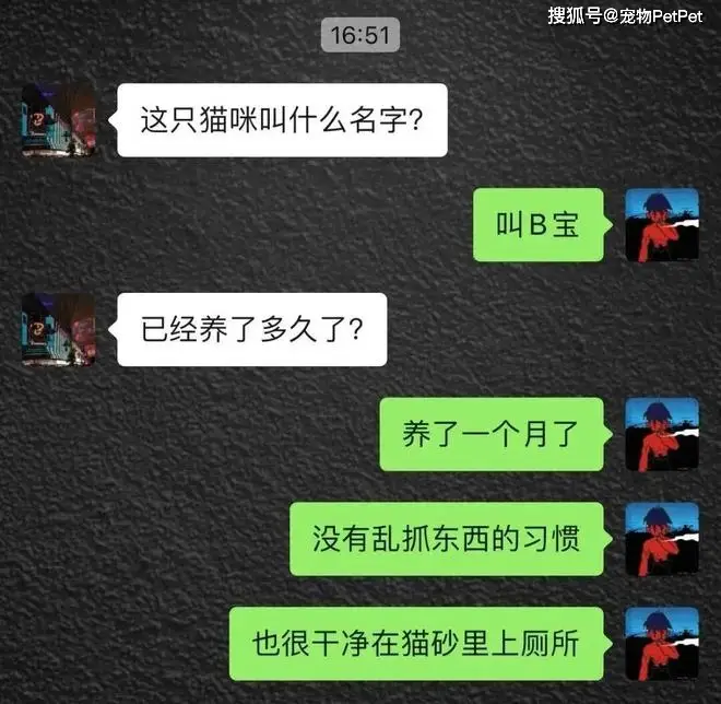 原創貓的誘惑有多大？租房不讓養貓，靠一張貓咪照片搞定房東！