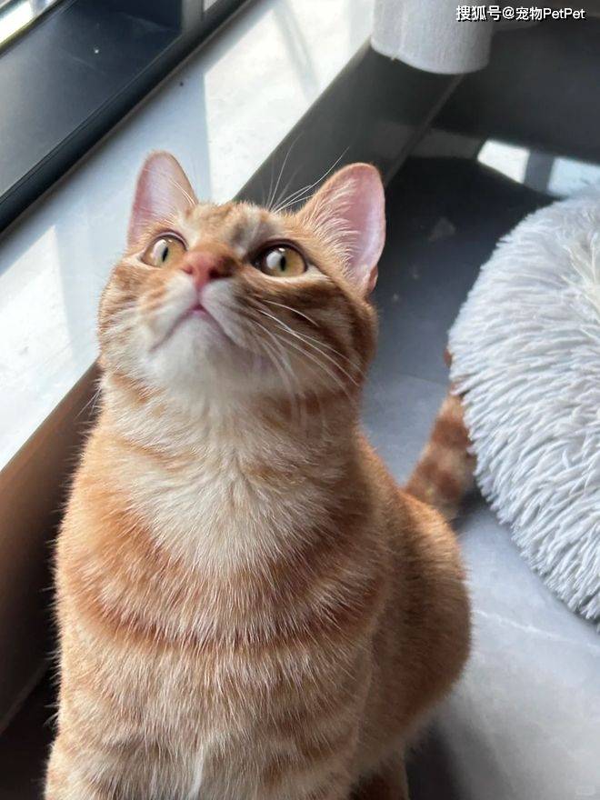 原創貓的誘惑有多大？租房不讓養貓，靠一張貓咪照片搞定房東！