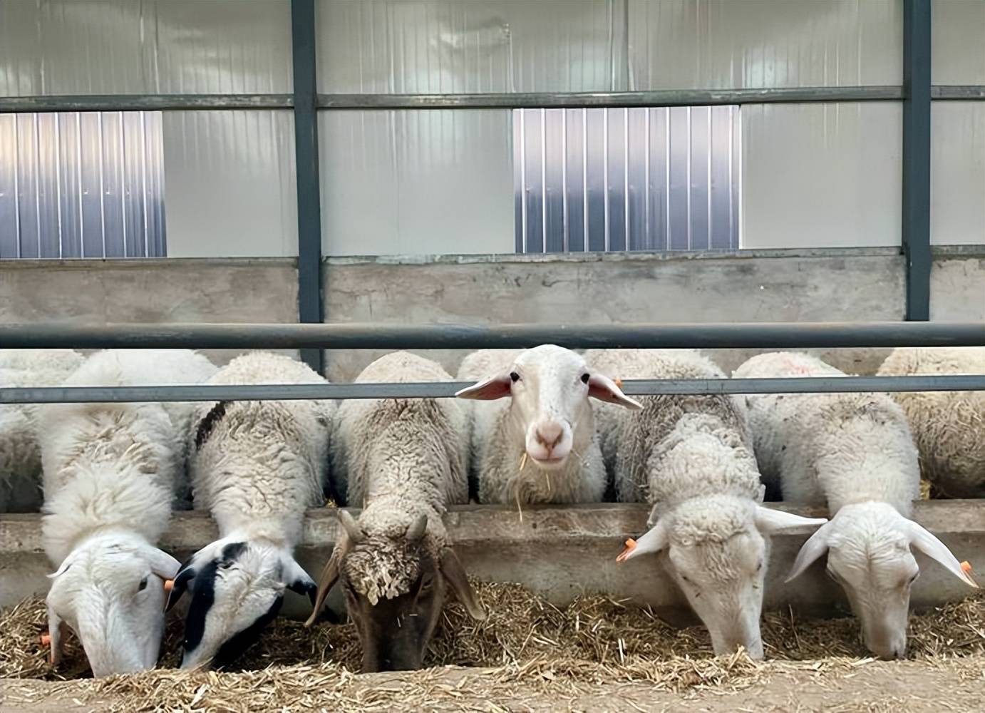 小羊拉稀喂什麼藥？養殖戶收藏備用！