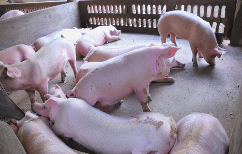 育肥豬催肥增重的原理，養殖戶乾貨，快收藏！