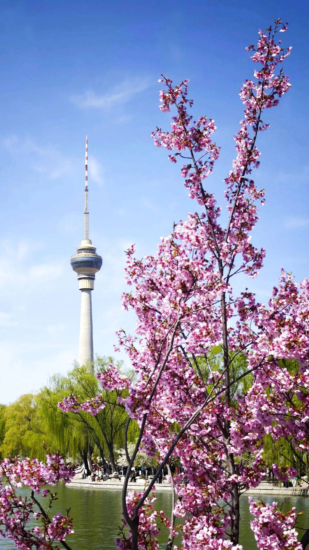 春日限定屏保，轉發收藏→