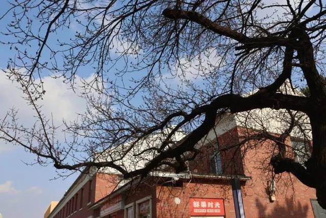 絕美杏花大道上線！拍照點位速速收藏！