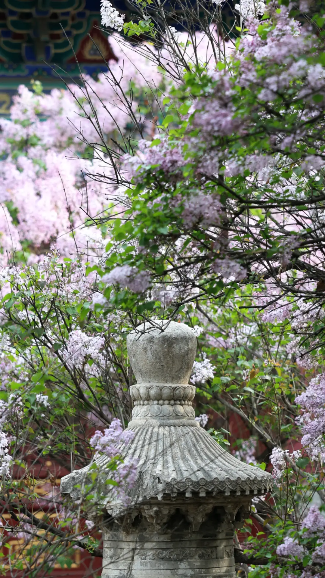 春日限定屏保，轉發收藏→