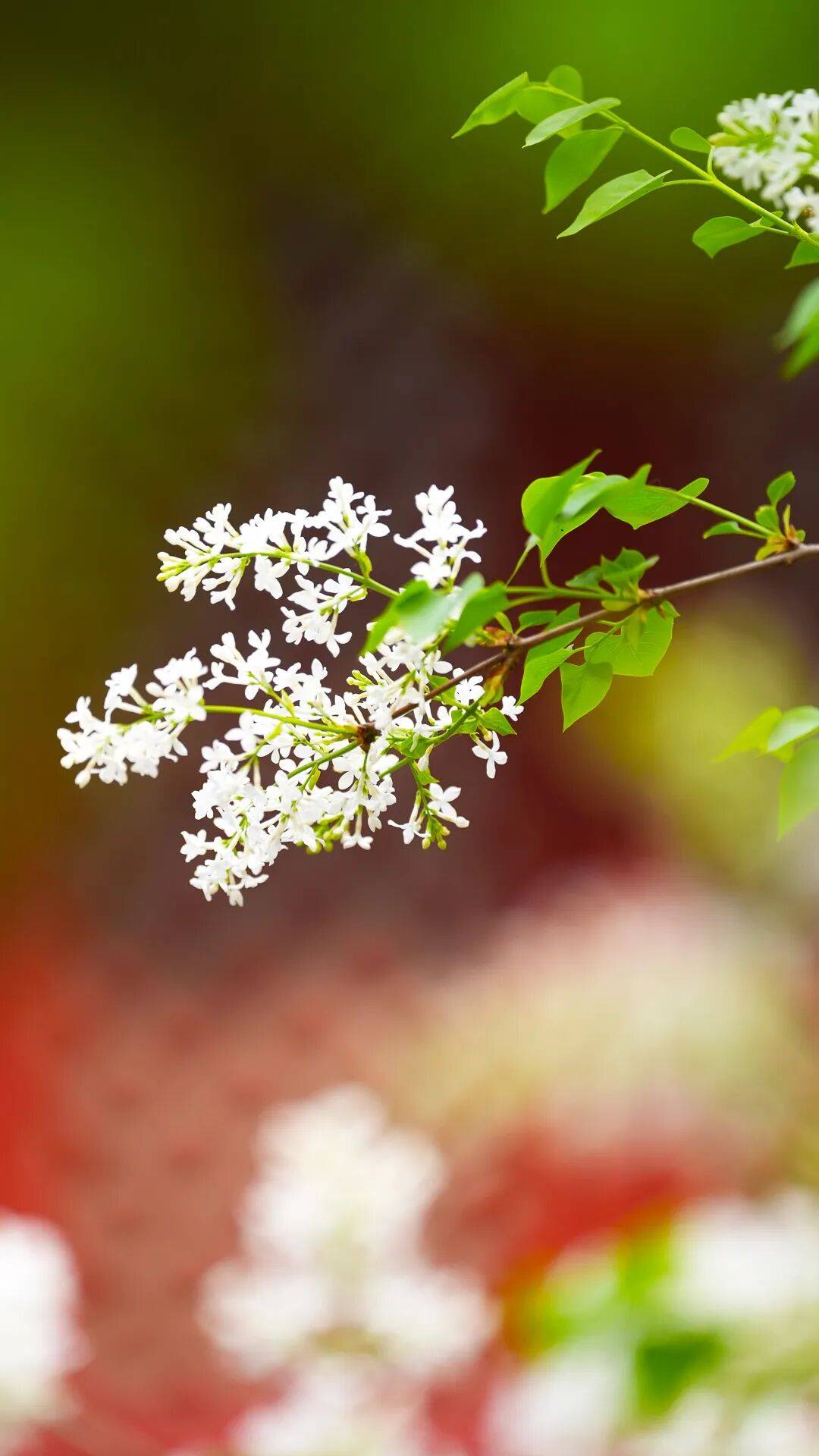 春日限定屏保，轉發收藏→