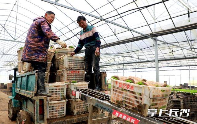 科技賦能！靖港春耕跑出“加速度”