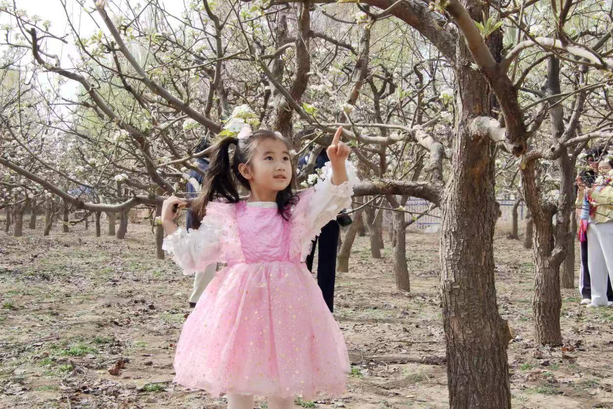 賞梨花品美食 臨河梨花文化系列活動啟用春日之旅