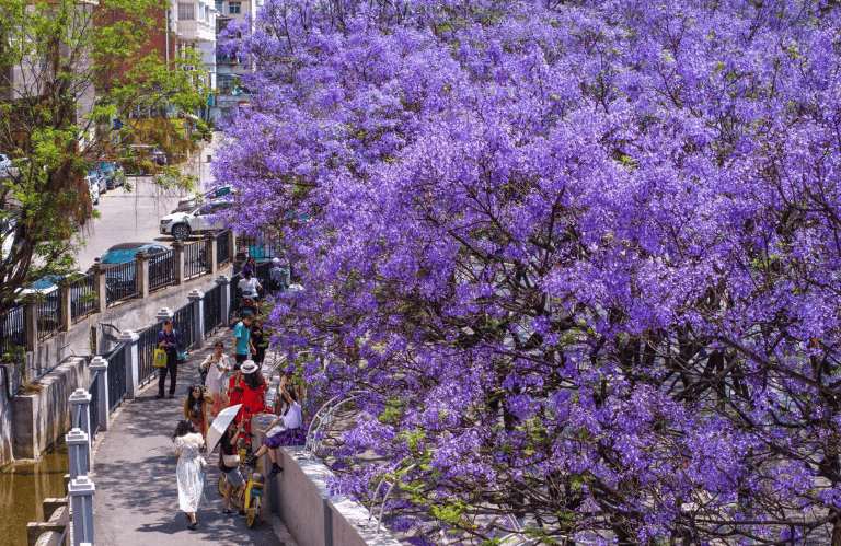 盛花期倒計時！昆明藍花楹小眾私藏路線~快收藏