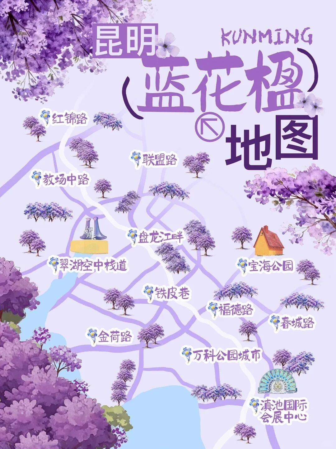 盛花期倒計時！昆明藍花楹小眾私藏路線~快收藏