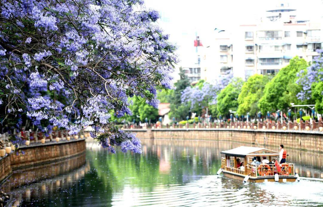 盛花期倒計時！昆明藍花楹小眾私藏路線~快收藏