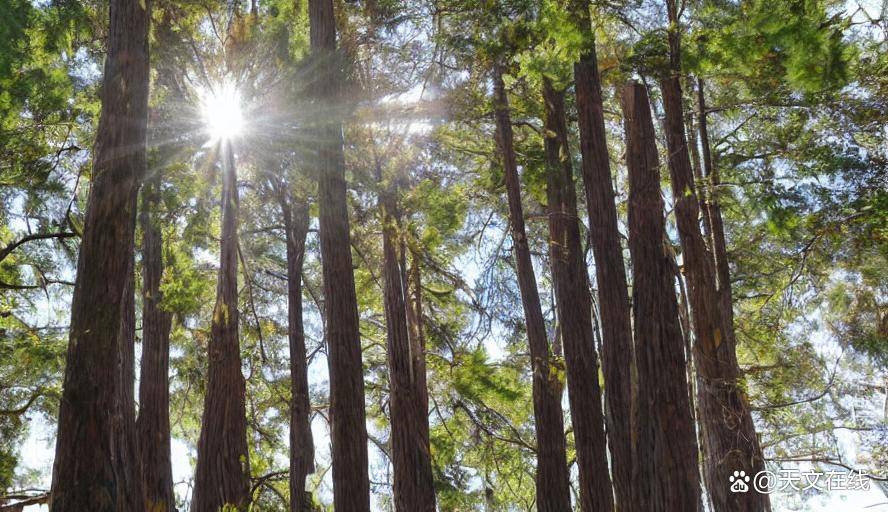科學家借詩歌關聯亞極端太陽爆發與樹輪