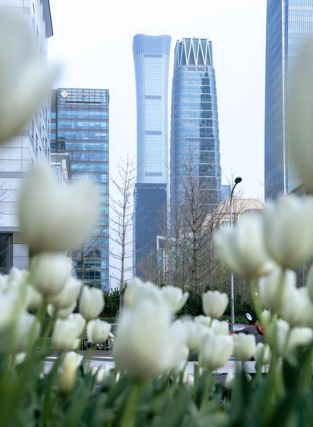 CBD創新力量｜北京CBD：從“水泥森林”到“花園客廳”