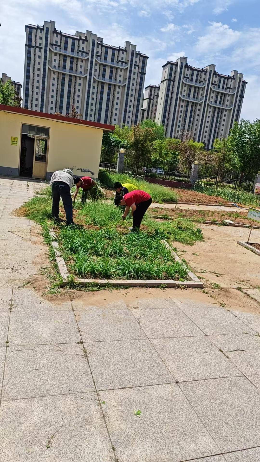 原創莒南縣繡針河小學開展校園除草勞動實踐活動
