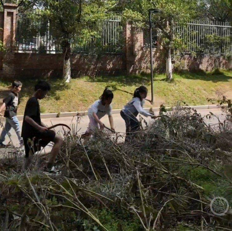 小學生勞動課下地割油菜 充滿了豐收的喜悅