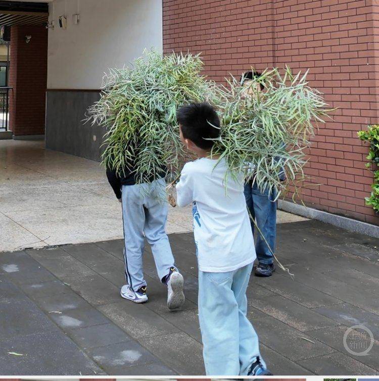 小學生勞動課下地割油菜 充滿了豐收的喜悅