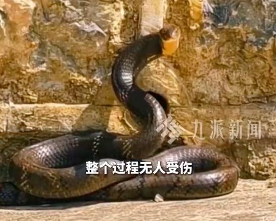 太驚悚! 小轎車內驚現巨型眼鏡王蛇, 體長近3米, 6斤重! 蛇到處亂竄, 最終…