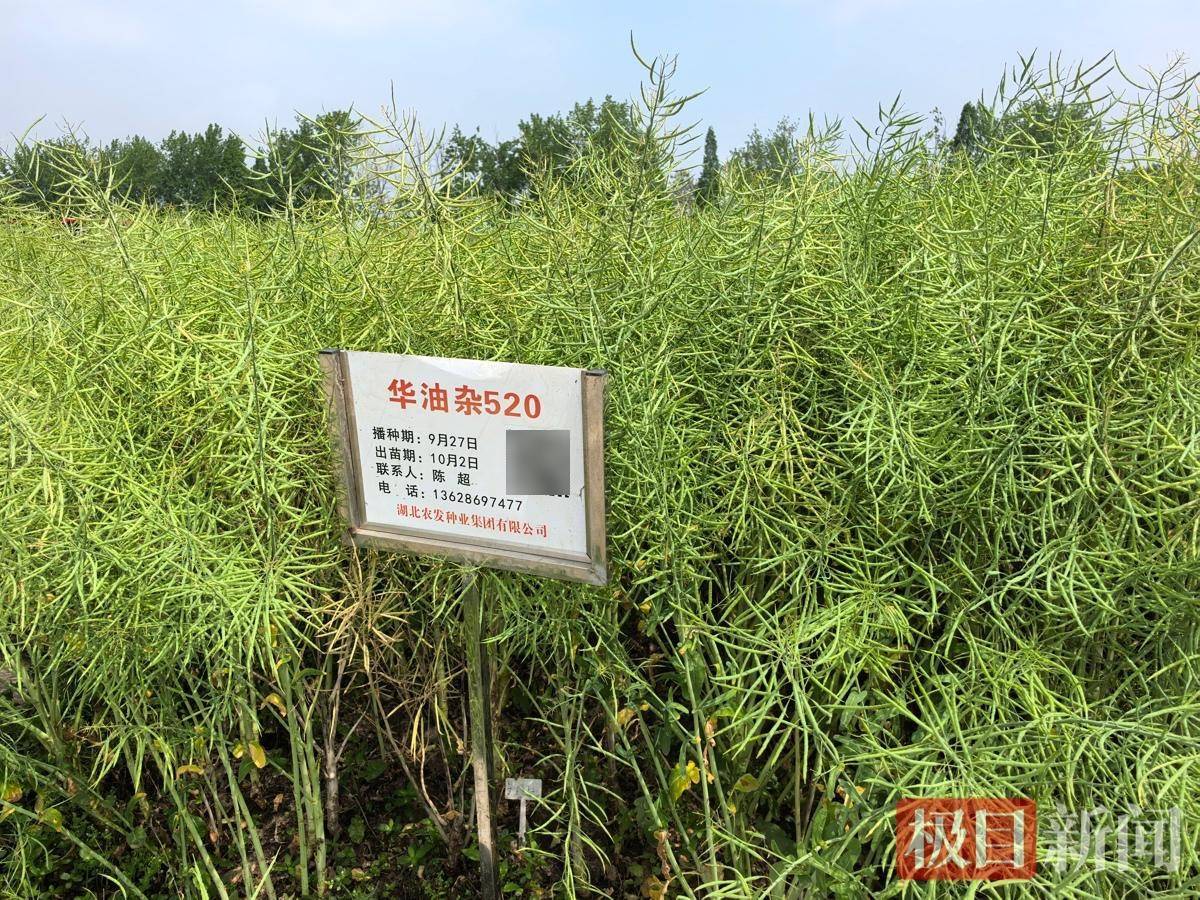 雷達監測昆蟲、AI眼鏡識別作物病蟲害！湖北農業新質生產力護航糧食安全