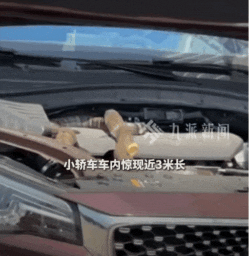 太驚悚! 小轎車內驚現巨型眼鏡王蛇, 體長近3米, 6斤重! 蛇到處亂竄, 最終…